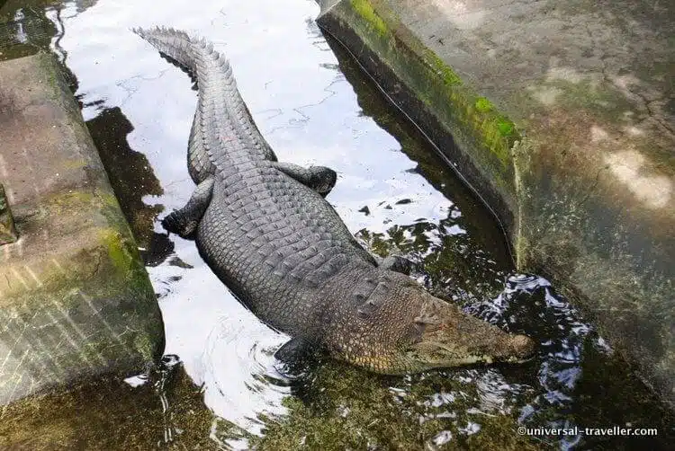 crocodile-farm-palawan-wildlife-rescue-center-in-puerto-princesa-011