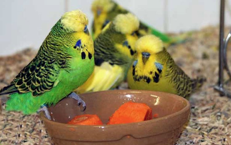 burung pemakan biji-bijian burung pemakan bijian