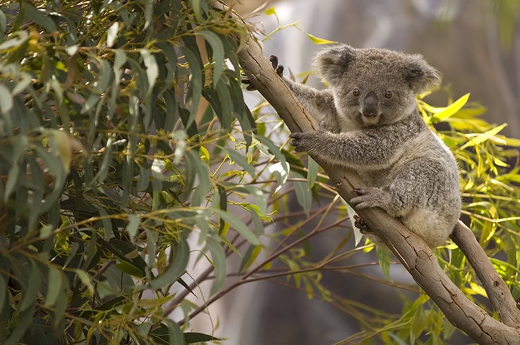 A lone Australian koala bear perched in a eucalyptus tree overlooking the scenery.