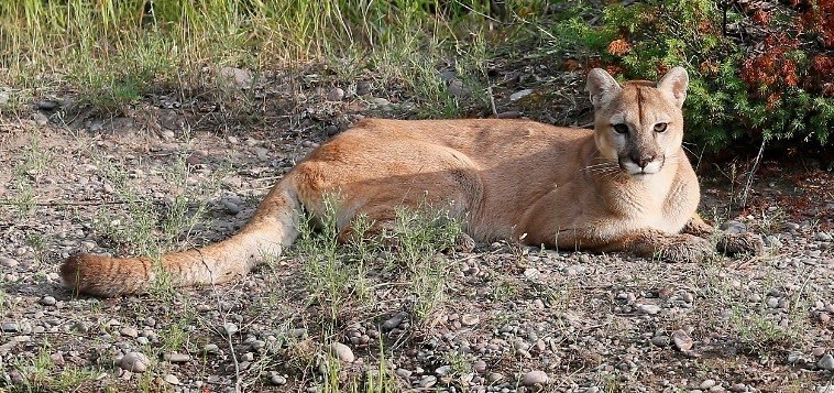 Puma, © MasterImages