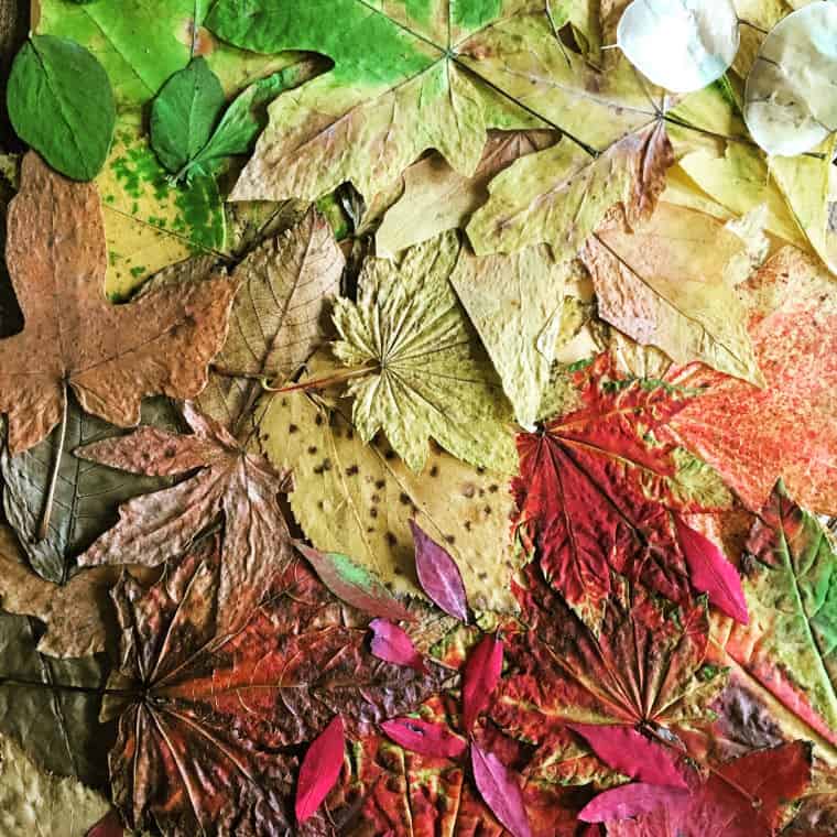 ombre leaves dried leaf art