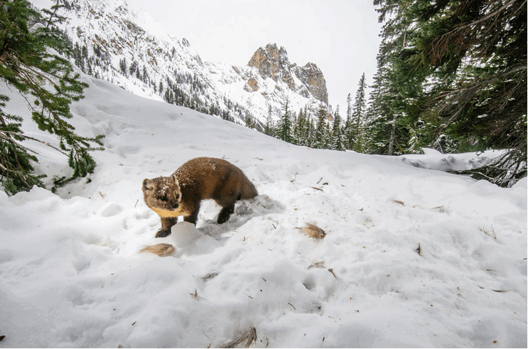Martens once roamed the Olympic Peninsula. Today, researchers are trying to determine whether a viable population still exists there. Photo by David Moskowitz, Cascades Wolverine Project.
