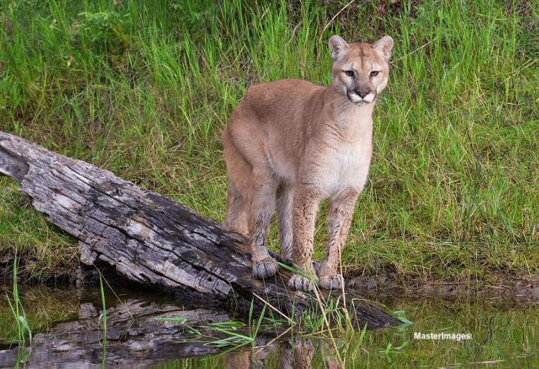 Cougar (c) MasterImages