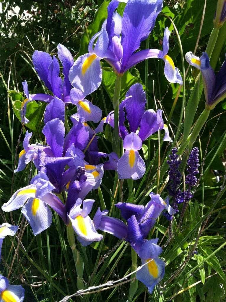 Beardless Iris Flowers