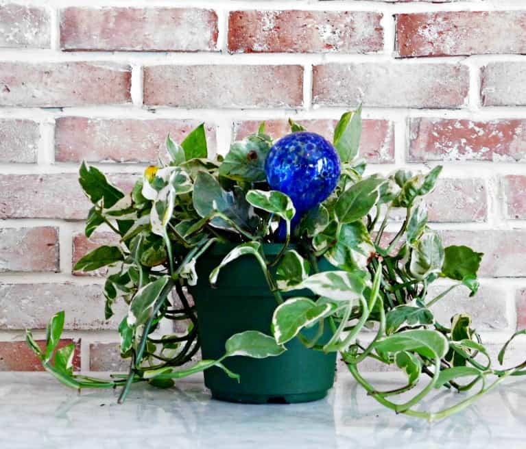 potted plant with water globe in front of brick wall.