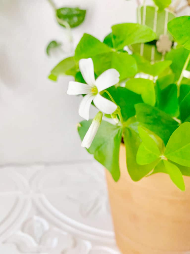close up of shamrock flower on oxalis