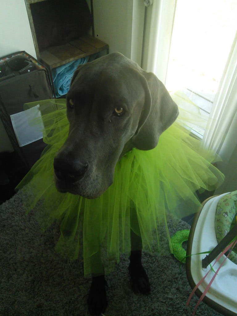 This is the puffy part for Hazels halloween witch dress, Denver had to try it on.