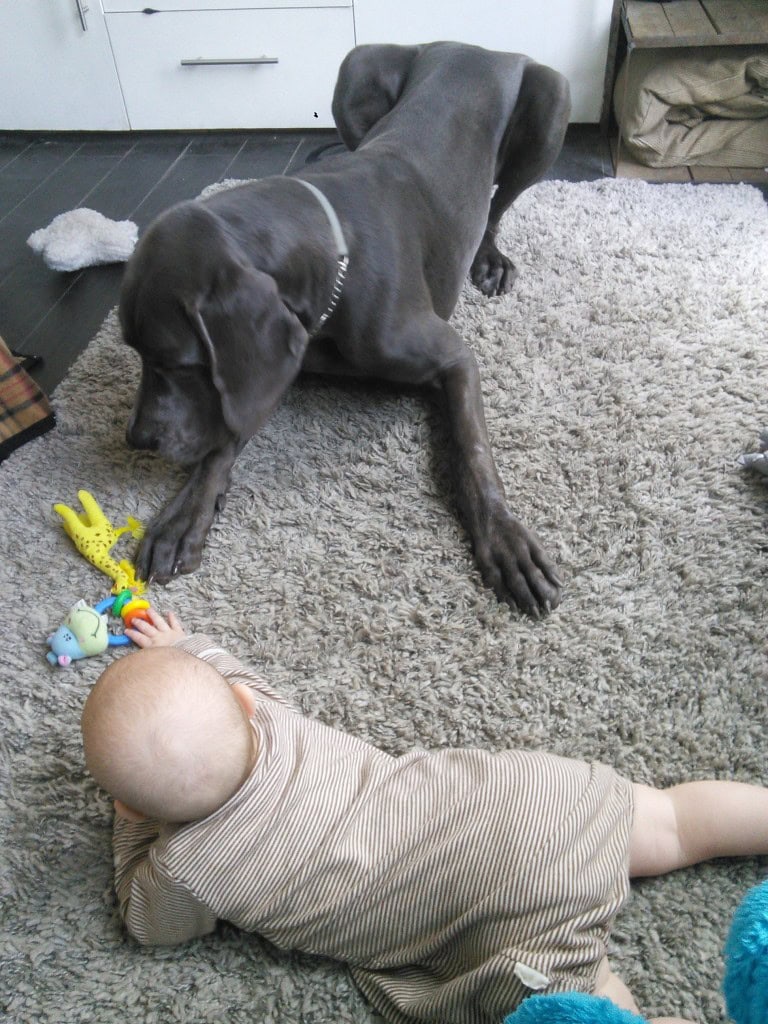 Now that H is getting more playful he joins in when he can, he's been really gentle but is still a puppy who is absent minded and not very self aware so we are careful to supervise like a hawk