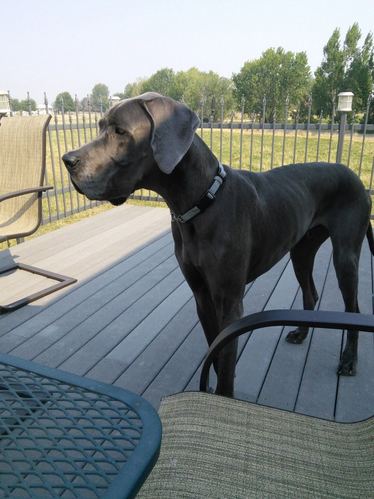 I had Hazel in the chair to the left, Denver to the right and we worked it out!