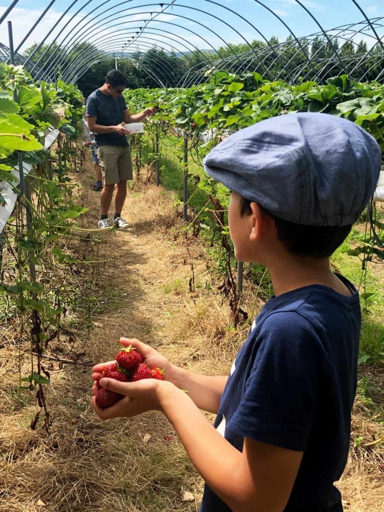 Pick Your Own Strawberries at Sharnfold Farm