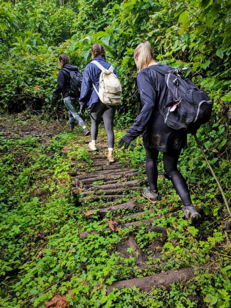 Trekking for mountain gorillas Uganda