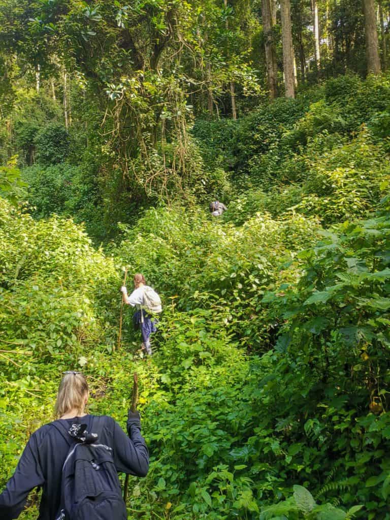 gorilla trek Uganda