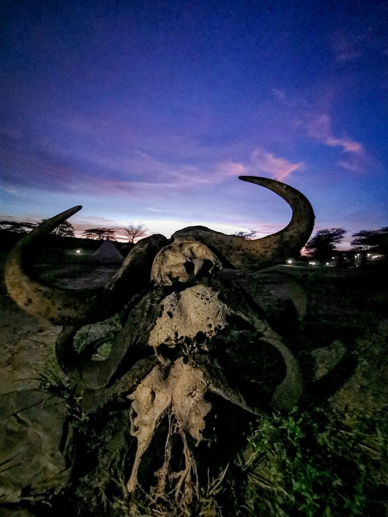serengeti bush camp and safari