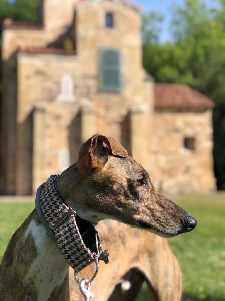 Perro de raza grande, galgo español