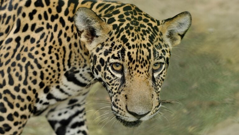 Baguira el Jaguar, Pathera onca