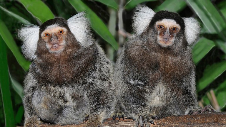 Mono marmoseta