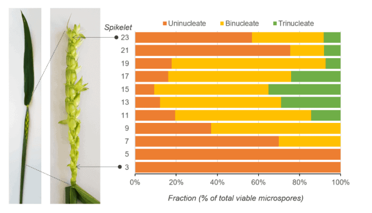 Illustration of microspore development along a wheat spike