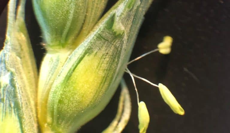 Picture of a wheat anther under the microscope
