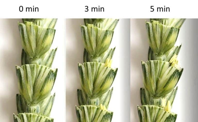 Picture of wheat anthers extruding from cut spikelets