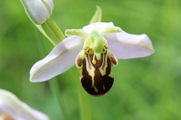 I 7 Fiori Piu Affascinanti Del Mondo Assolutamente Da Vedere Scambieuropei