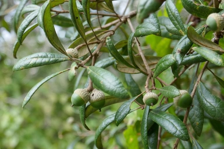 Oak Trees Native to Central Florida  Sharons Florida