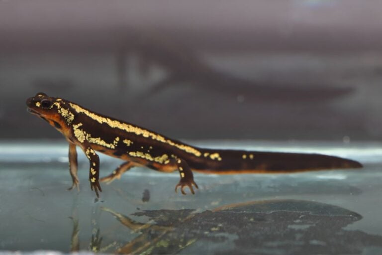 Cynops ensicauda | Care-sheet | Salamanderland