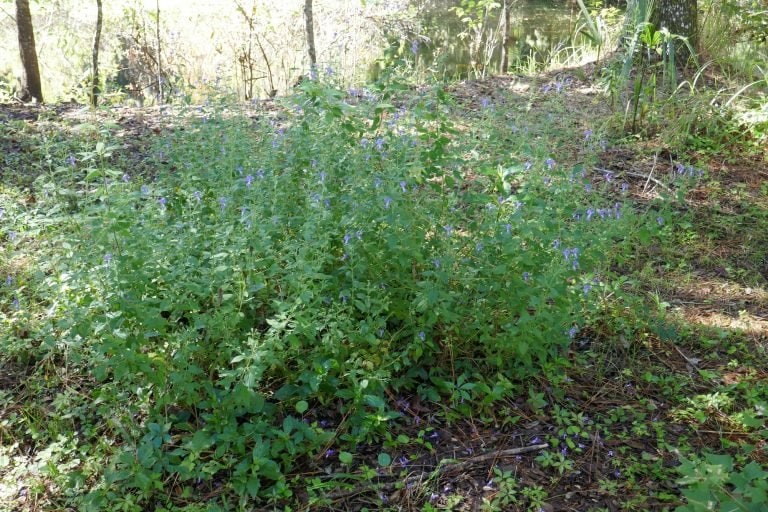 Blue curls (Trichostema dichotomum)