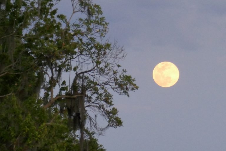 Florida Moon Garden
