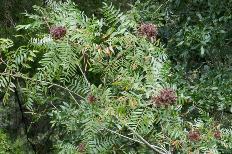 winged sumac ripe fruit cluster (Rhus copallinum)