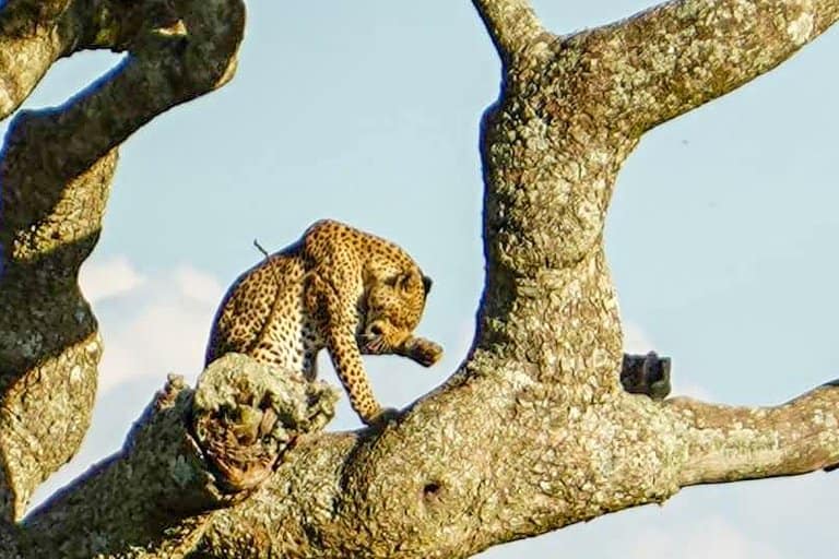 leopard spotted on Serengeti safari