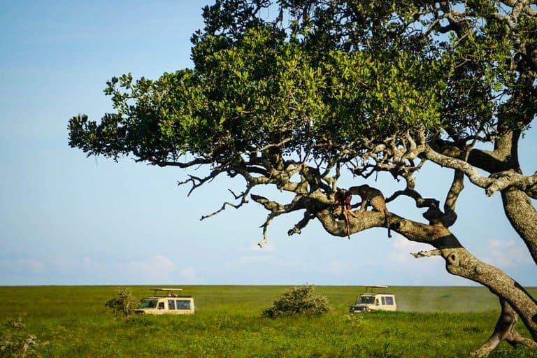 leopard spotted on Serengeti safari