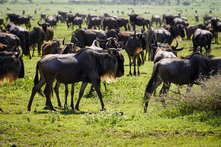 Wildebeest Serengeti safari