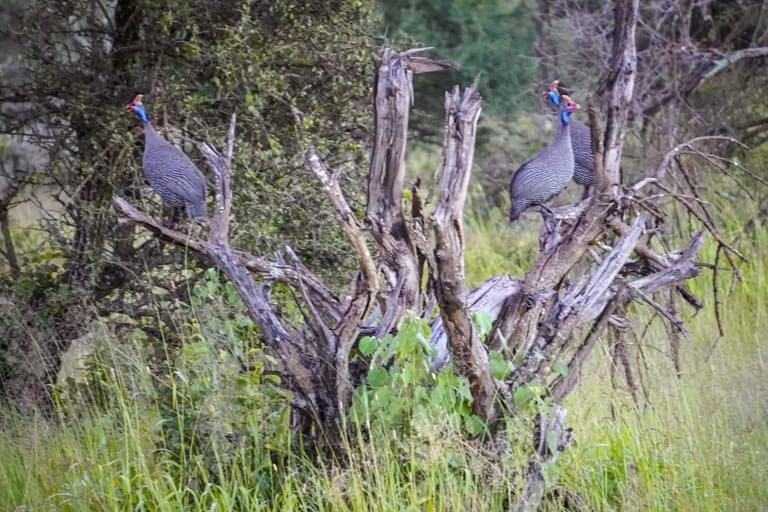 Guniea fowl serengeti bush camp safari