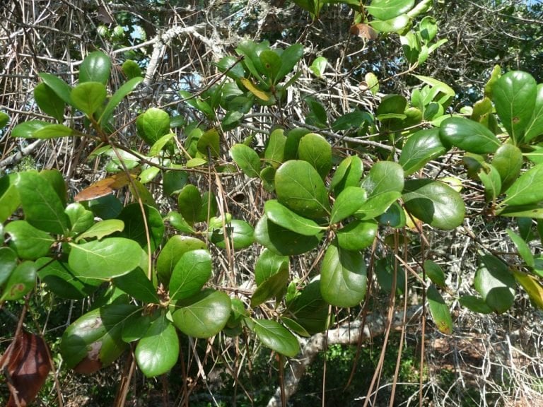 Oak Trees Native to Central Florida  Sharons Florida