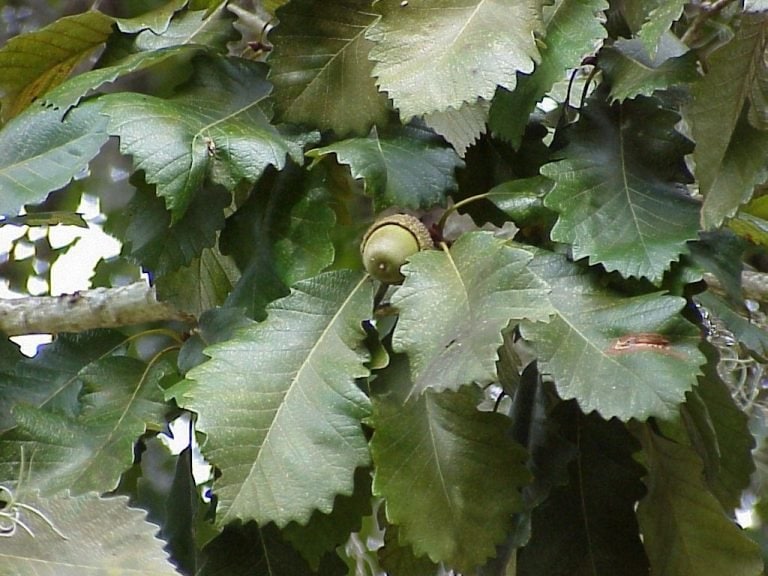 Oak Trees Native To Central Florida Sharons Florida