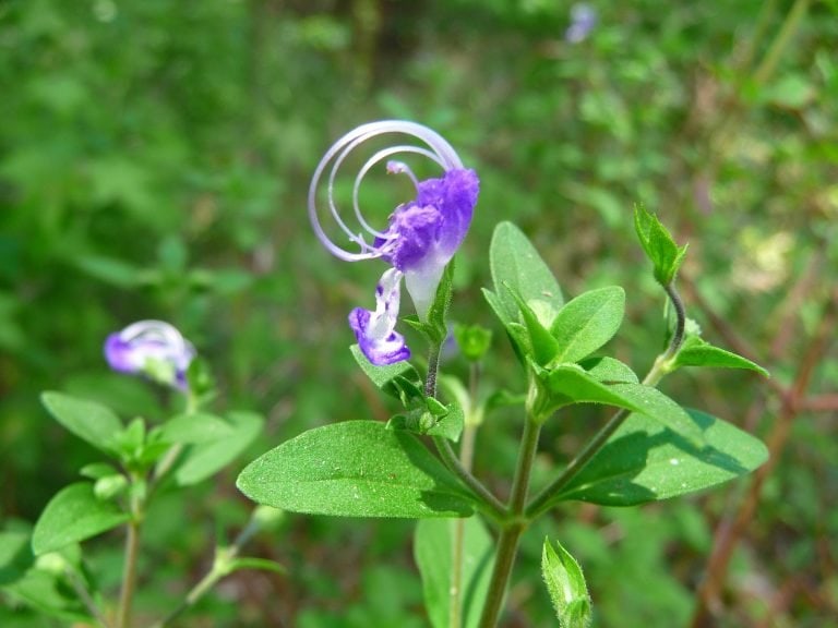 Blue curls (Trichostema dichotomum)