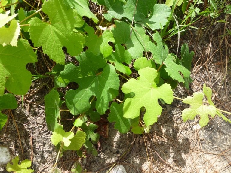 Vines Native to Central Florida Sharons Florida