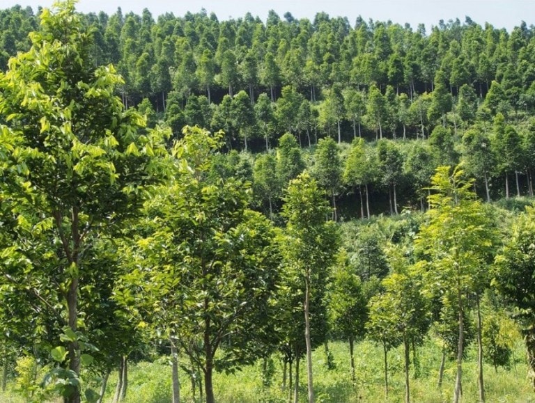 Pohon Gaharu