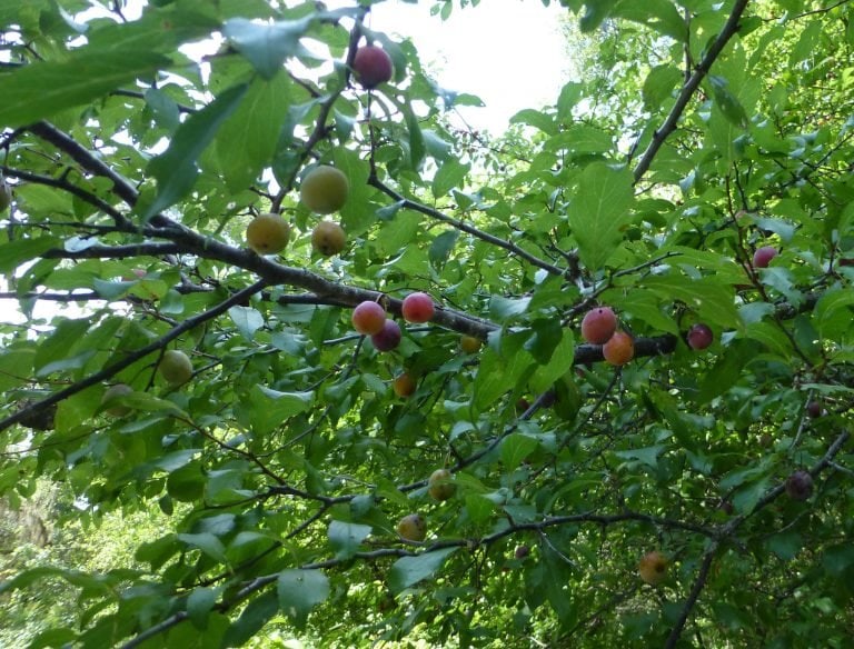 flatwoods plum ripe fruit (Prunus umbellata)