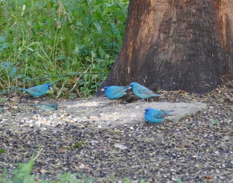 indigo buntings eating bird seed at a feeder