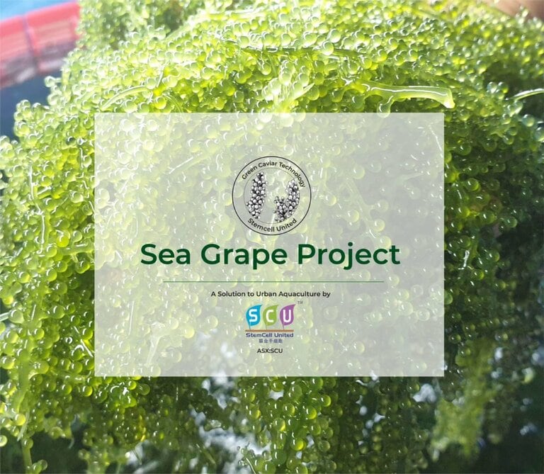 Regional seaweed delicacy 'latok’ to be commercialised (source: special) Regional seaweed delicacy 'latok’ to be commercialised