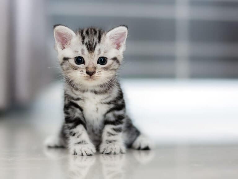 fenbendazole, helmintazole, cat breed, cute cat, homelab