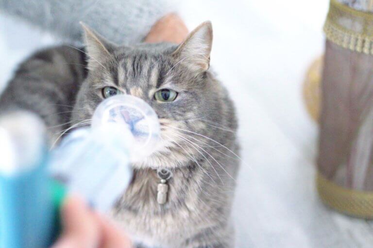 Habituer son chat à Aerokat