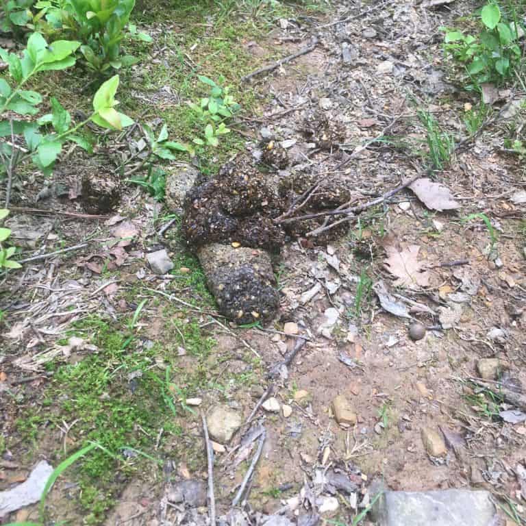 cowans gap state park bear poop