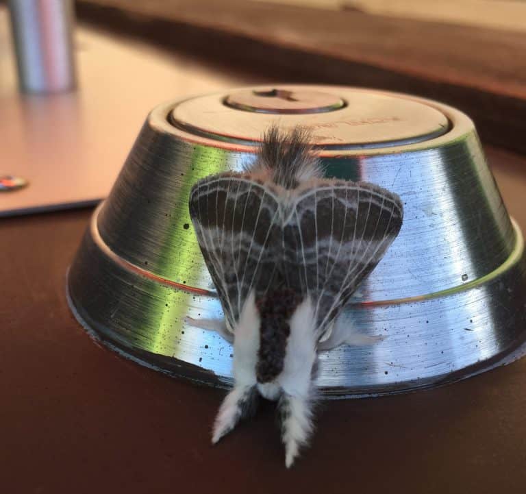 blue knob state park moth