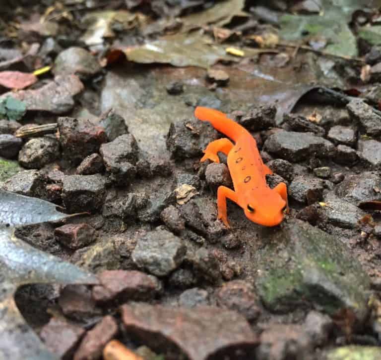 eastern newt red eft