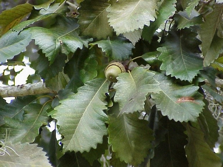 Oak Trees Native to Central Florida  Sharons Florida
