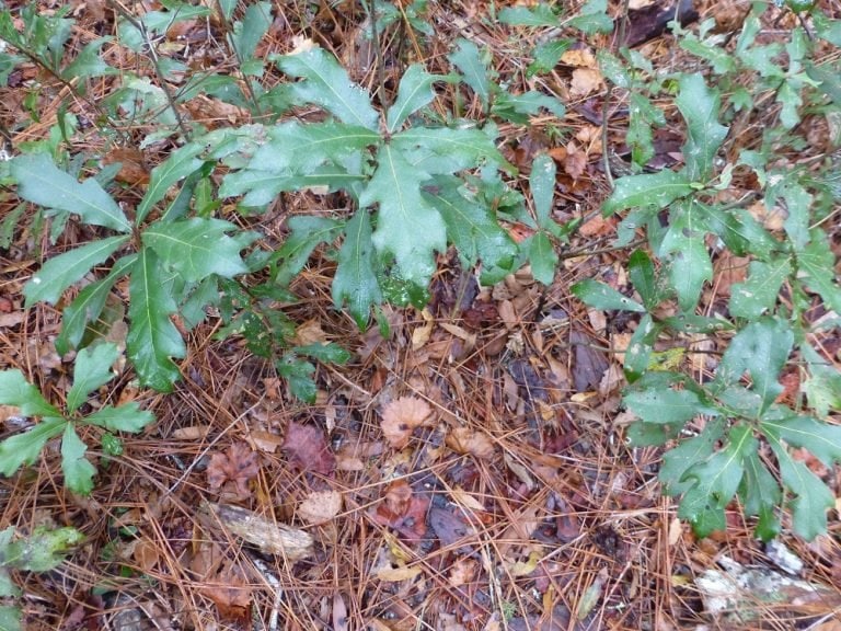Oak Trees Native to Central Florida  Sharons Florida