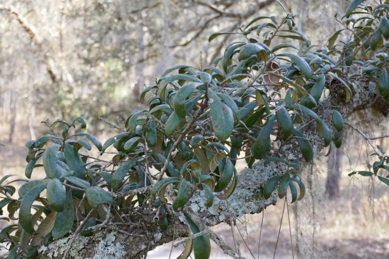 Oak Trees Native to Central Florida  Sharons Florida