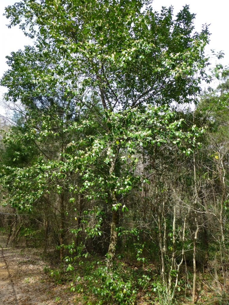 Cherry Laurel  Sharons Florida
